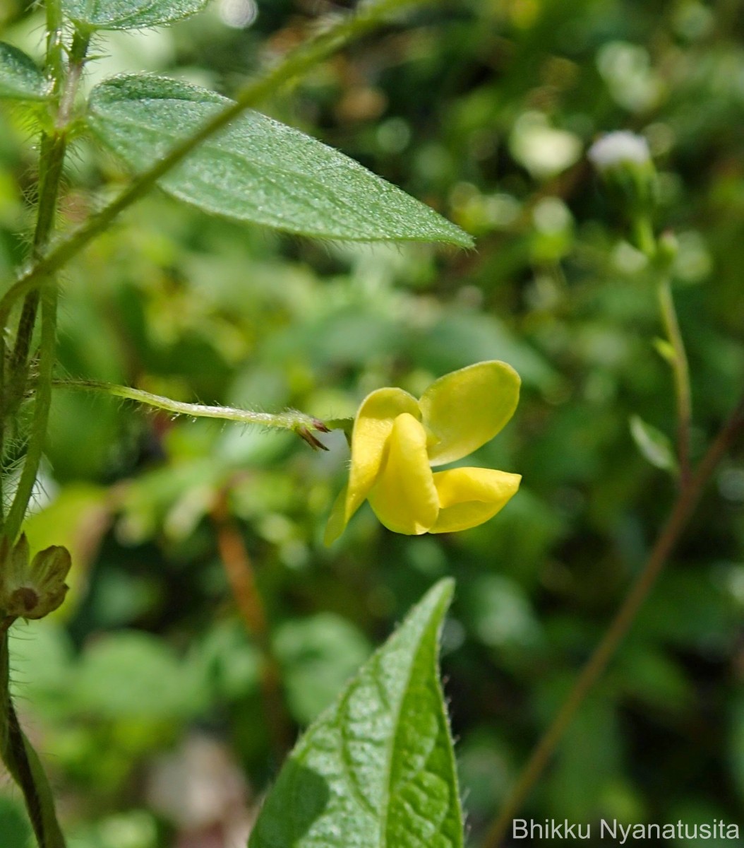 Tragia involucrata L.